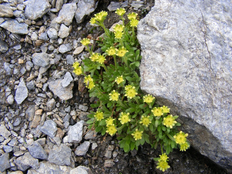 Sentieri ferrati, sentieri fioriti: i fiori dell''Albiolo